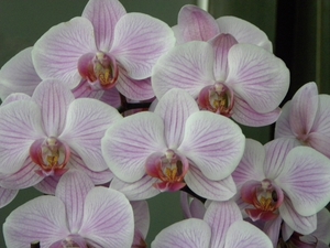 orchidee