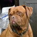 Buster