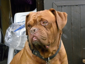 Buster