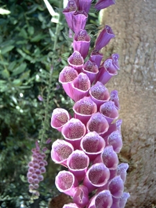 Afbeelding 075_edited