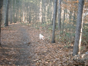 IMAGE0004.JPG