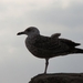 DSC00788 [640x480]