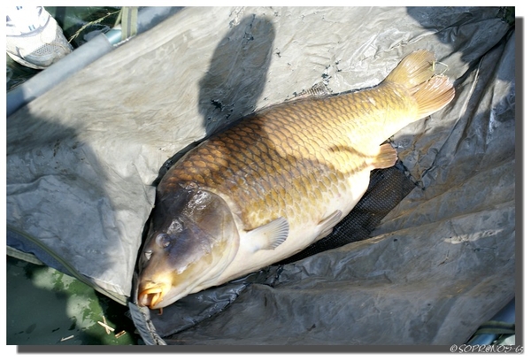 DSC07822Pf1