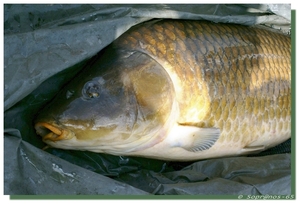 DSC07827 Pf1
