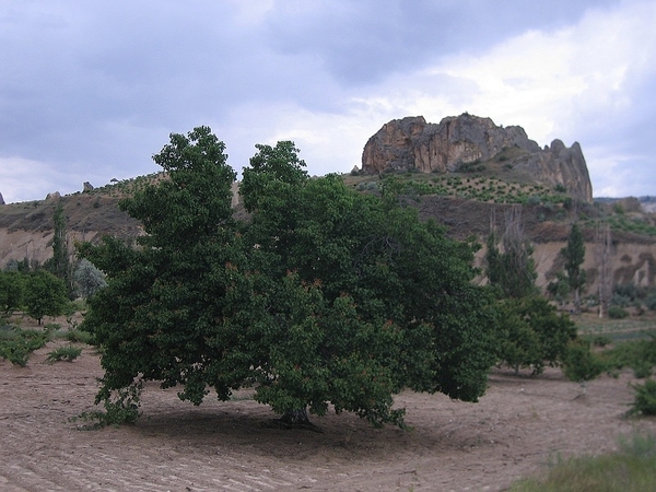 sized0089