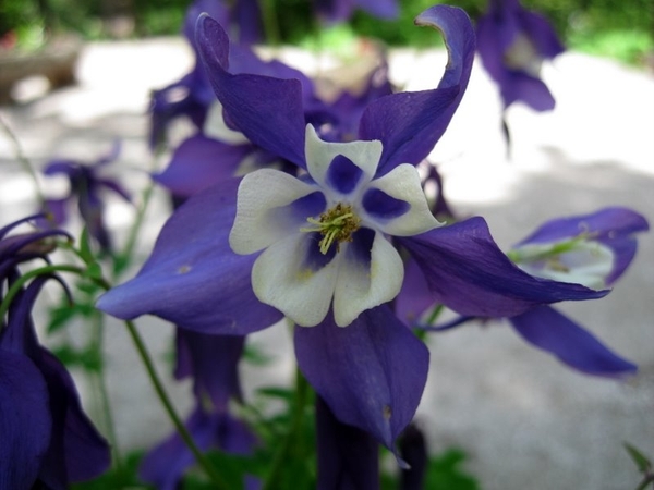 Slovenie Den Bunt 29 05 - 06 06 2010 243