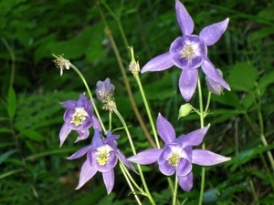 Slovenie Den Bunt 29 05 - 06 06 2010 520