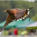 sized_KASTERLEE ROOFVOGELSHAPPENING-2716