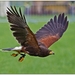 sized_KASTERLEE ROOFVOGELSHAPPENING-2741