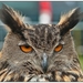 sized_KASTERLEE ROOFVOGELSHAPPENING-9232