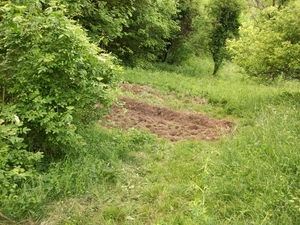 veldje3 gras omgehakt