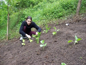 sla planten?