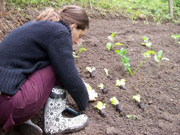 sla planten