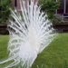 Witte Pauw.