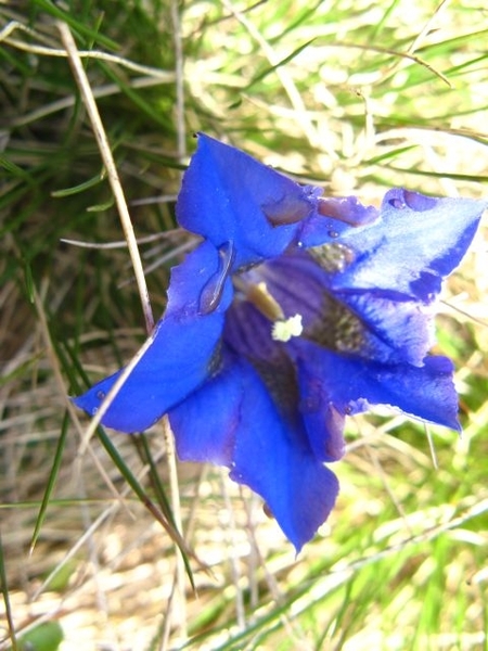 20090708 HoAlSp 055 n OsnabruckerH