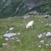 20090713 HoAlSp 381 Hochalmspitze