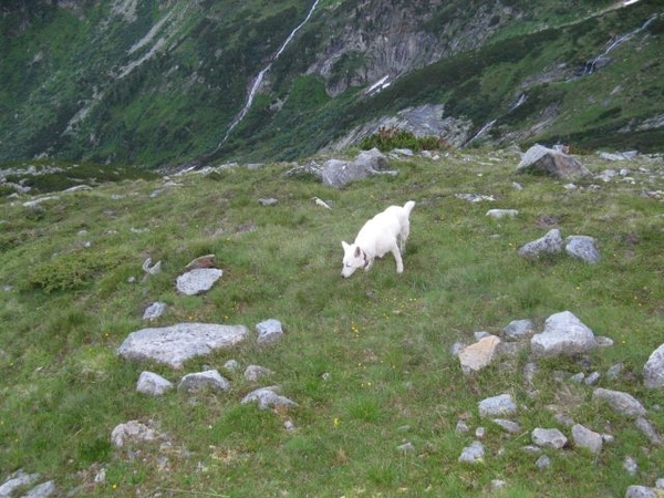 20090713 HoAlSp 381 Hochalmspitze