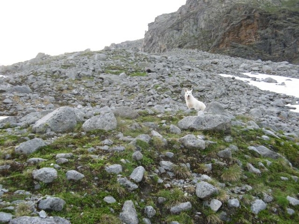 20090713 HoAlSp 387 Hochalmspitze