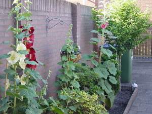 3 stokrozen van verschillende kleur