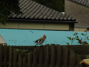 vlaamse gaai op schutting