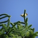 Groenling bij de buren in de tuin...........