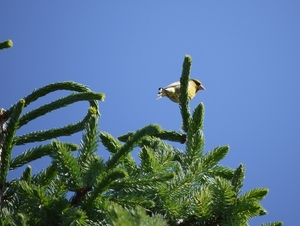 Groenling bij de buren in de tuin...........