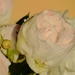 P1000523