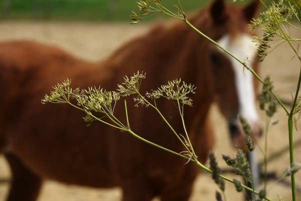 Paard of plant?