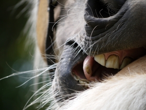 Bijtend paard.........
