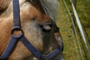 Paardehoofd