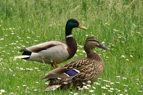 samen