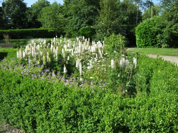 BLOEMETJES IN HET DANIEL SCHELLEKENSPARK
