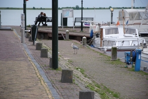 he , een reiger !