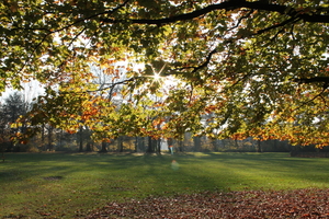 herfst in Te Boelaerpark