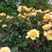 DSCF0257