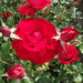 DSCF0283