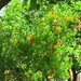 Afbeelding 198