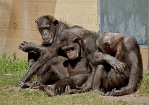 sized_BEEKSE BERGEN SAFARIPARK-2807-bewerkt-2