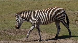 sized_BEEKSE BERGEN SAFARIPARK-2810