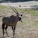 sized_BEEKSE BERGEN SAFARIPARK-2815