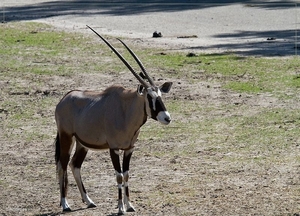 sized_BEEKSE BERGEN SAFARIPARK-2815