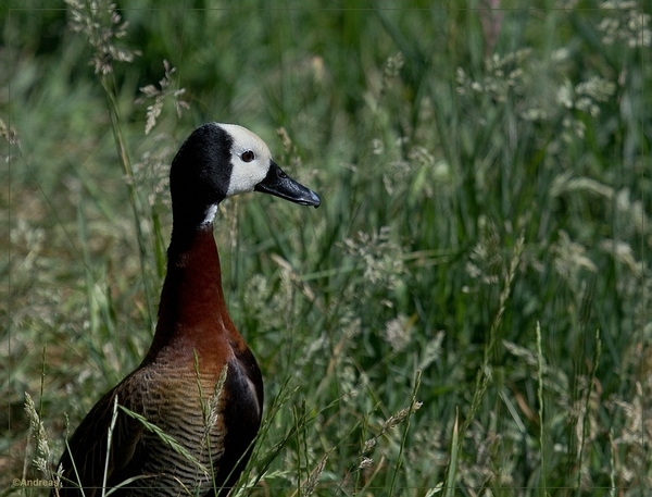 sized_BEEKSE BERGEN SAFARIPARK-2819