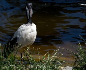 sized_BEEKSE BERGEN SAFARIPARK-2820