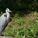 sized_BEEKSE BERGEN SAFARIPARK-2836