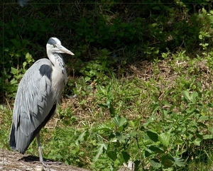 sized_BEEKSE BERGEN SAFARIPARK-2836