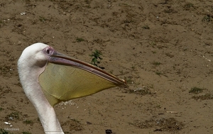 sized_BEEKSE BERGEN SAFARIPARK-2840