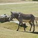 sized_BEEKSE BERGEN SAFARIPARK-2863