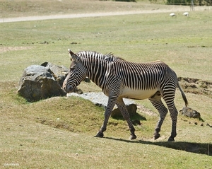 sized_BEEKSE BERGEN SAFARIPARK-2863