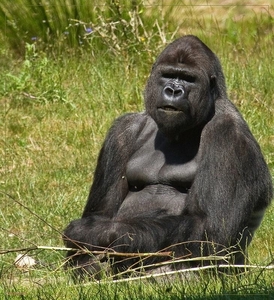 sized_BEEKSE BERGEN SAFARIPARK-2865