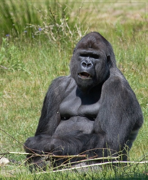 sized_BEEKSE BERGEN SAFARIPARK-2866